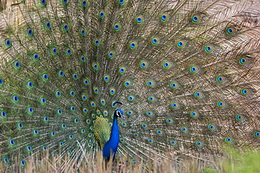 Peacock (Pavo cristatus), Bandhavgarh Tiger Reserve, Madhya Pradesh state, India, Asia