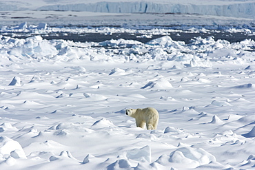 Polar bear (Ursus maritimus) on pack ice, Spitsbergen, Svalbard, Norway, Scandinavia, Europe