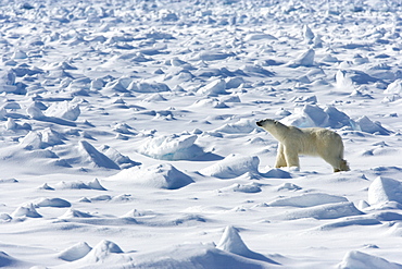 Polar bear (Ursus maritimus) on pack ice, Spitsbergen, Svalbard, Norway, Scandinavia, Europe