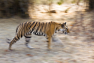 Indian Tiger (Bengal tiger) (Panthera tigris tigris), Bandhavgarh National Park, Madhya Pradesh state, India, Asia