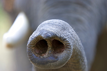 Indian Elephant, (Elephas maximus), Trunk, Bandhavgarh N.P., Madhya Pradesh, India