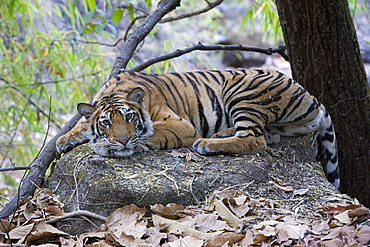 Indian Tiger (Bengal tiger) (Panthera tigris tigris), Bandhavgarh National Park, Madhya Pradesh state, India, Asia