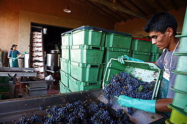 Workers taking out rotten grapes and bunches before crushing harvested grapes at the Vistalba winery, Lujan de Coyu, Mendoza, Argentina, South America