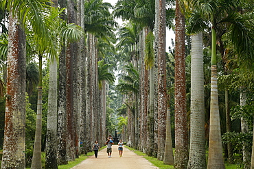 Jardim Botanico (Botanical Gardens), Rio de Janeiro, Brazil, South America 