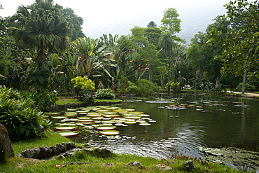 Jardim Botanico (Botanical Gardens), Rio de Janeiro, Brazil, South America 