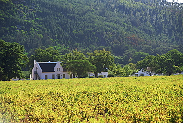 House in the wine growing area of Franschhoek, Cape Province, South Africa, Africa