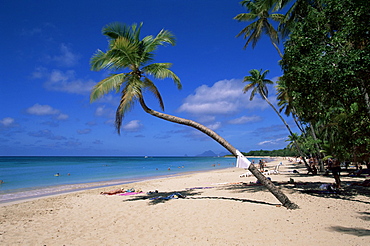 Les Salines beach, near Sainte Anne, Martinique, Lesser Antilles, West Indies, Caribbean, Central America