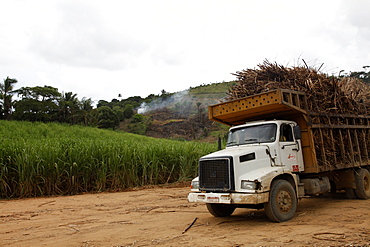 Truck loaded with sugar cane at a field near Porto de Galinhas, Pernambuco, Brazil, South America