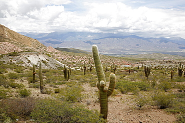 Landscape in Los Cardones National Park, Salta Province, Argentina, South America 