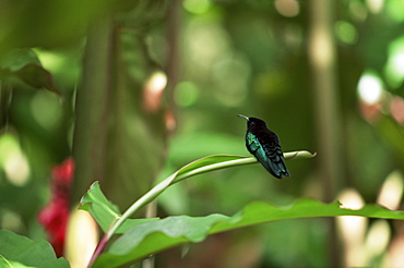 Colibri humming bird, Martinique, Lesser Antilles, West Indies, Caribbean, Central America