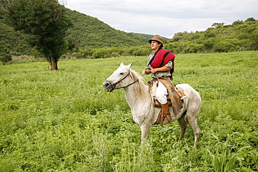 Gaucho riding a horse at an estancia near Guemes, Salta Province, Argentina, South America