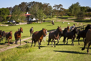 Horses at Estancia Los Potreros, Cordoba Province, Argentina, South America