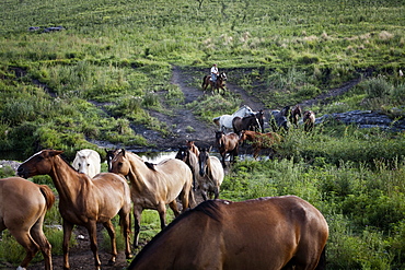 Gaucho with horses at Estancia Los Potreros, Cordoba Province, Argentina, South America