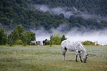 Horses in a field, Patagonia, Argentina, South America 