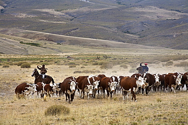 Gauchos with cattle at the Huechahue Estancia, Patagonia, Argentina, South America 