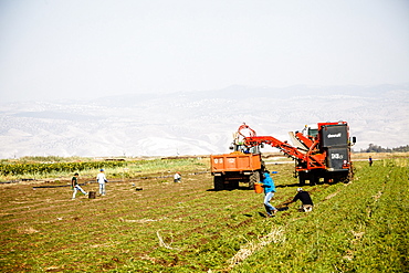 Carrot cultivation, Beit Shean valley, Israel, Middle East