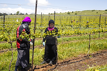 People working at a vineyard in the Golan Heights, Israel, Middle East