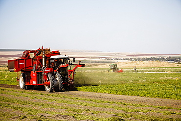 Carrot cultivation, Beit Shean valley, Israel, Middle East