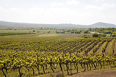 Vineyard in the Golan Heights, Israel, Middle East 