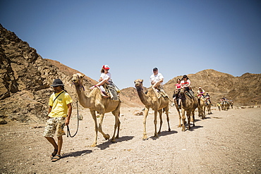 Camel safari in the desert, Eilat, Negev region, Israel, Middle East