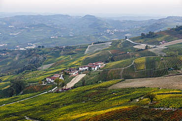 Vineyards near La Morra, Langhe, Cuneo district, Piedmont, Italy, Europe