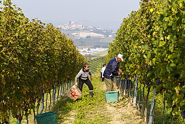 People harvesting grapes in a vineyard near Grinzane Cavour castle, Langhe, Cuneo district, Piedmont, Italy, Europe