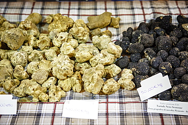 White and black truffles for sale at the Truffle Fair in Alba, Langhe, Cueno, Piedmont, Italy, Europe