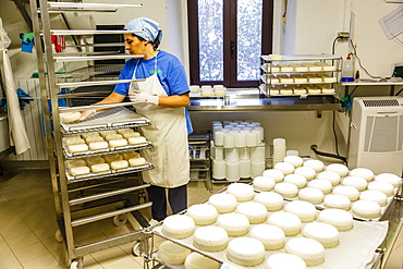 The goat farm for cheese making at the Slow Food Presidium of the Robiola Roccaverano, Piedmont, Italy, Europe