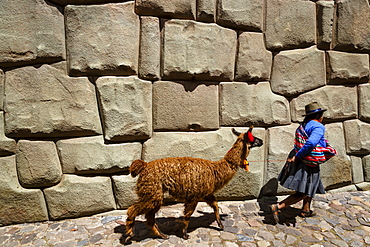 Woman with llama walking along the Inca wall at Hathunrumiyoq Street, Las Piedras del los 12 Angulos (Stone of 12 angles), Cuzco, UNESCO World Heritage Site, Peru, South America