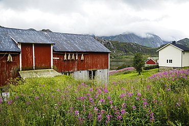 Houses in Tangstad, Vestvagoy commune, Lofoten Islands, Arctic, Norway, Scandinavia, Europe