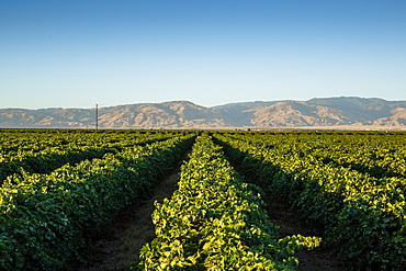 Vineyards in San Joaquin Valley, California, United States of America, North America