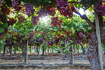 Red Globe grapes at a vineyard, San Joaquin Valley, California, United States of America, North America