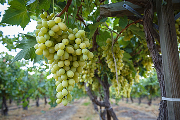 Grape at a vineyard in San Joaquin Valley, California, United States of America, North America