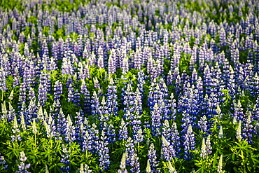 Lupine flowers, Reykjavik, Iceland, Polar Regions