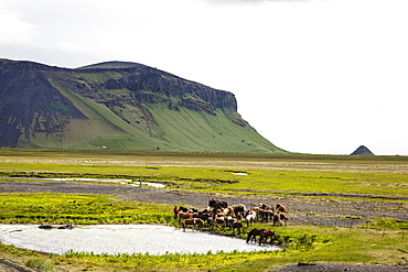 Wild horses, South Iceland, Iceland, Polar Regions