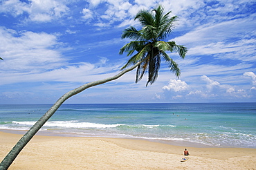 Palm tree and surfer, Hikkaduwa beach, island of Sri Lanka, Indian Ocean, Asia
