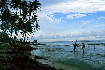 Stilt fishermen fishing from their poles between Unawatuna and Weligama, Sri Lanka, Asia