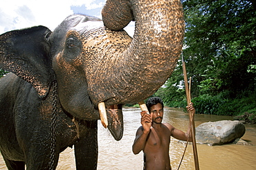 Elephant and his mahout washing in the river near Kandy, Sri Lanka, Asia