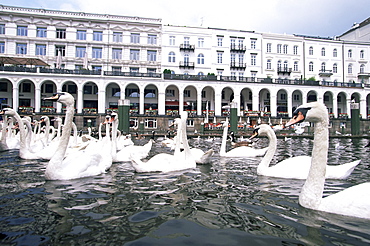 Swans in front of the Alster arcades in the Altstadt (Old Town), Hamburg, Germany, Europe