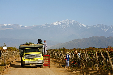 Grape harvest at a vineyard in Lujan de Cuyo with the Andes mountains in the background, Mendoza, Argentina, South America