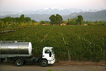 View over the Vineyards of Vistalba winery and the highest peak of the Andes mountains, Cerro Aconcagua, Lujan de Cuyo, Mendoza, Argentina, South America