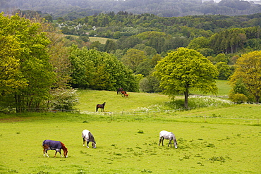 Horses in field near Vejle, Jutland, Denmark, Scandinavia, Europe