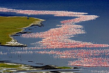 Lesser Flamingo