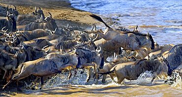 Wildebeest Crossing Mara River