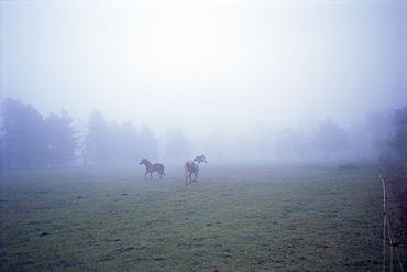 Horses running in mist, Vashon Island, Washington State, United States of America (U.S.A.), North America