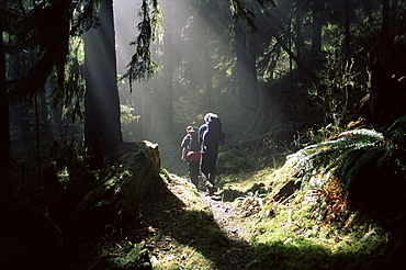 Backpackers in steamy light, Queets Vall, Olympic National Park, UNESCO World Heritage Site, Washington State, United States of America (U.S.A.), North America