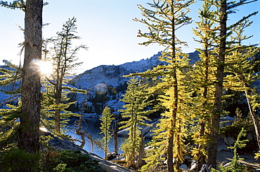 Alpine larch trees (Larix lyalli), Enchantment Lakes, Alpine Lakes Wilderness, Washington state, United States of America, North America