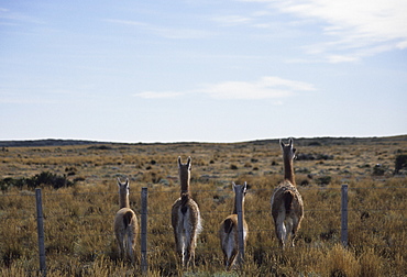 Guanacos walk away from fence, Tierra del Fuego, Argentina, South America