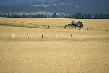 Derelict barn in wheat field, Northern Wyoming, United States of America, North America