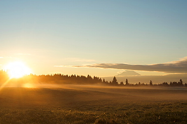 The sun rises on field of green grass with Douglas Firs and Mount Rainier in the distance, Vashon Island, Washington State, United States of America, North America